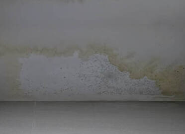 How to deal with/remove mold on walls?