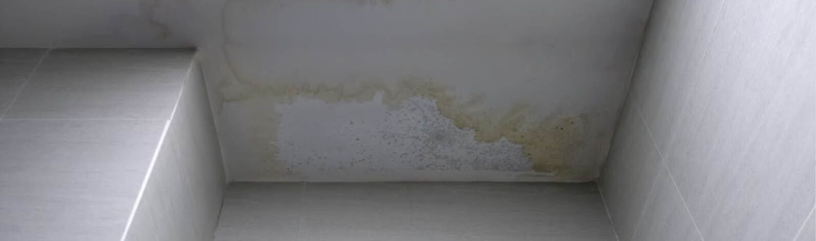 How to deal with/remove mold on walls?